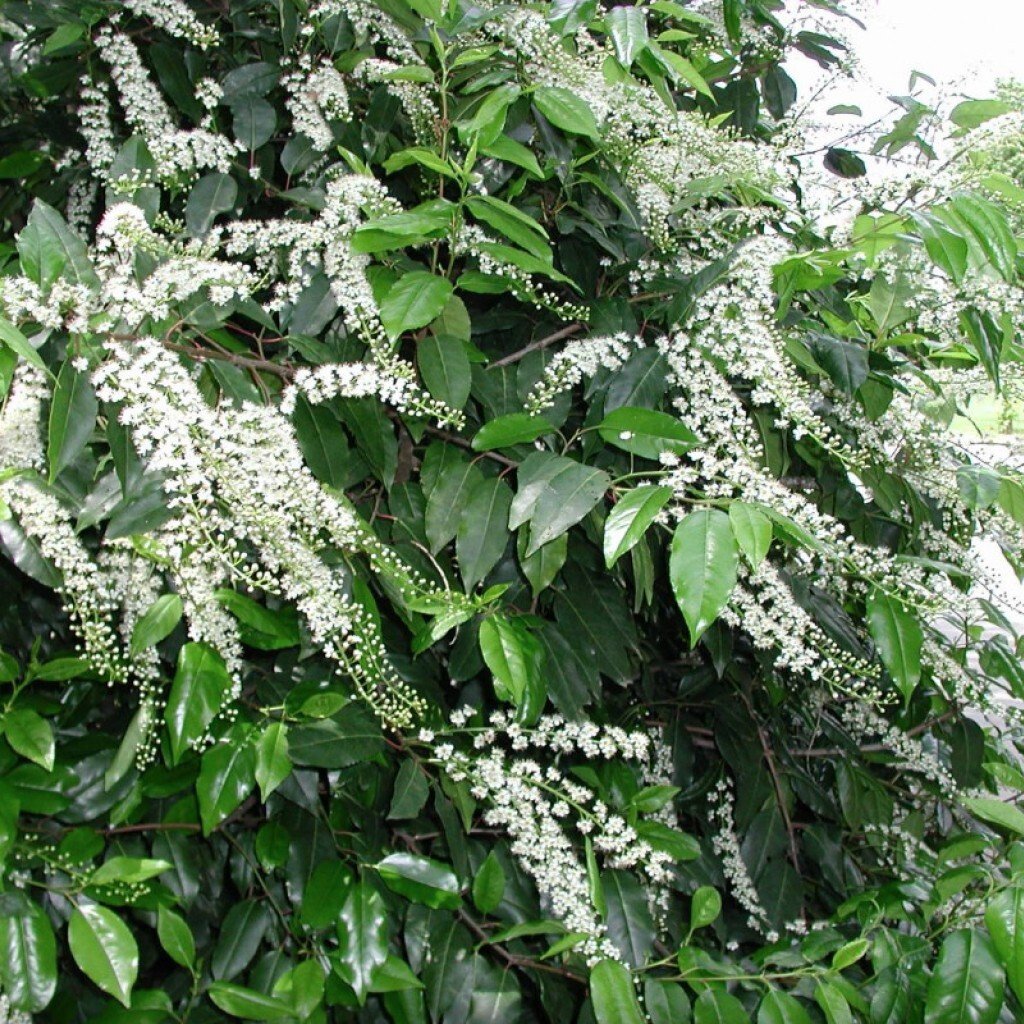 Portugal Laurel - Prunus lusitanica