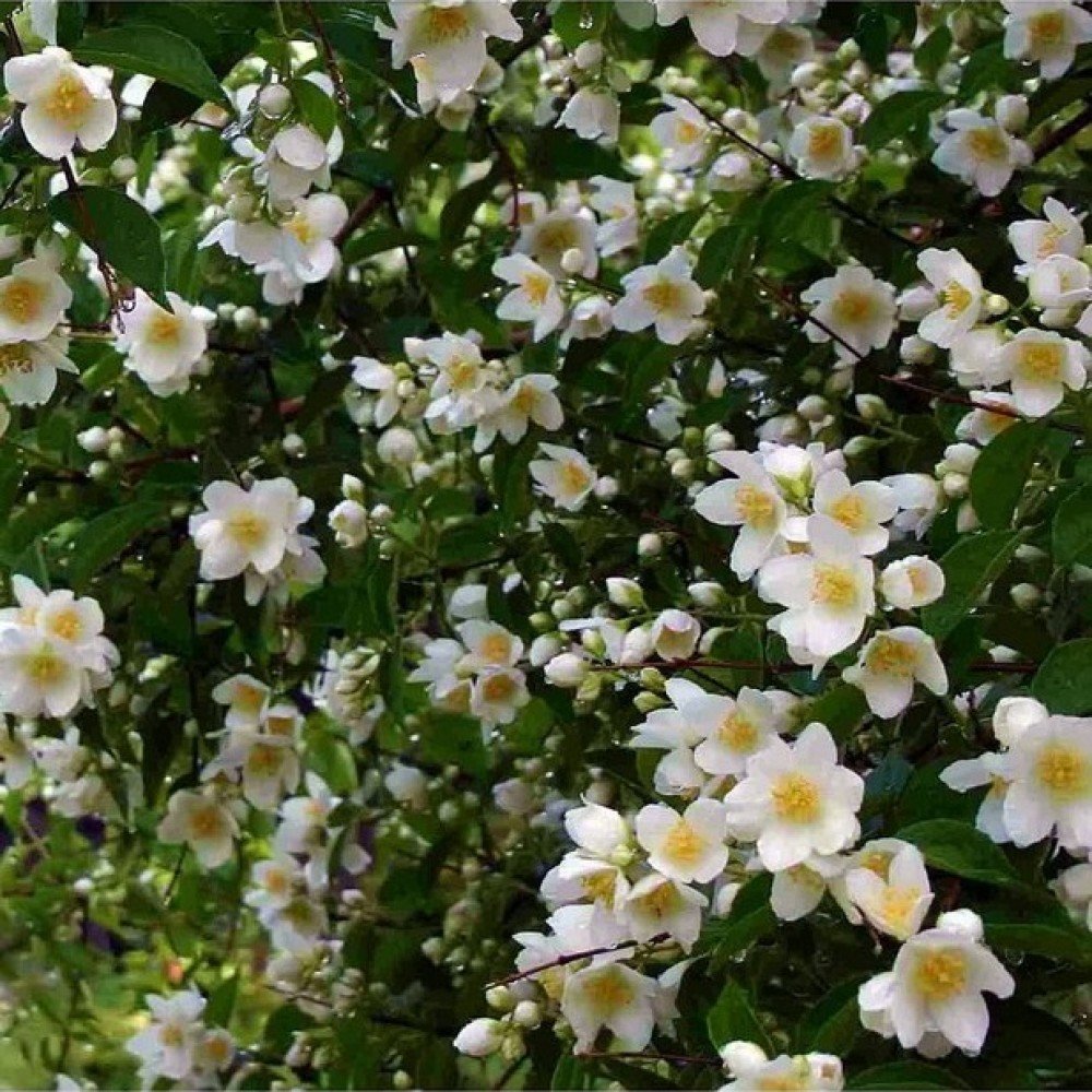 Mock Orange - Philadelphus coronarius