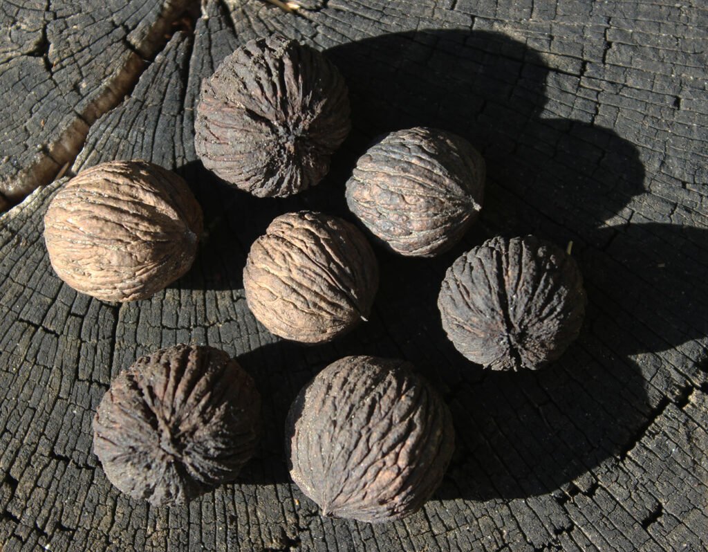 Texas Walnut - Juglans microcarpa