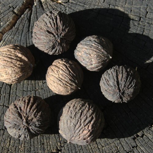 How to grow Texas Walnut (Juglans microcarpa)