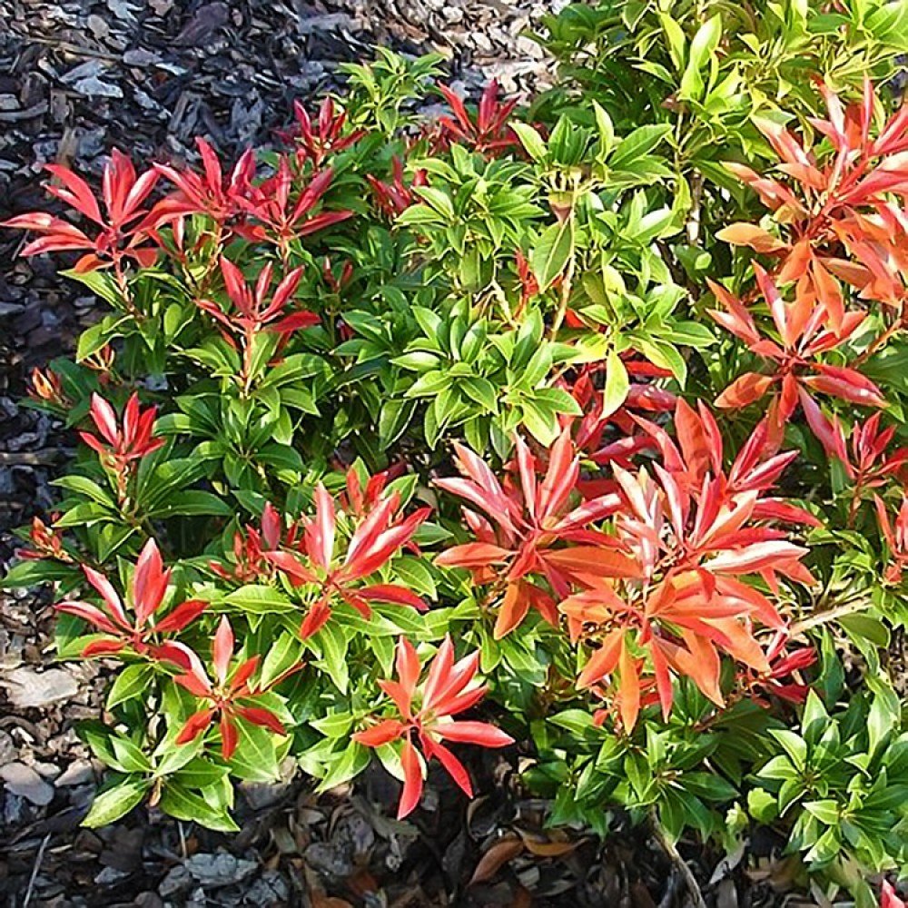 Japanese Andromeda - Pieris japonica