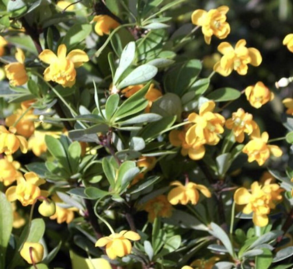 Magellan Barberry - Berberis buxifolia