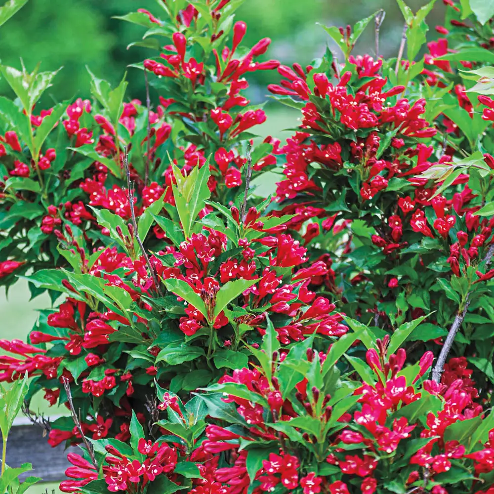 Weigela - Weigela