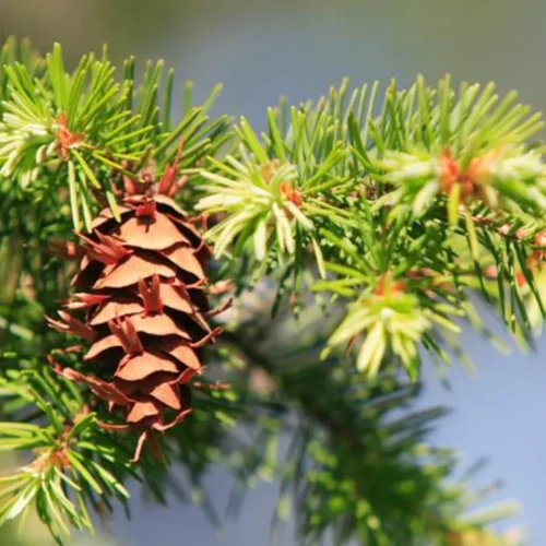How to grow Douglas Fir (Pseudotsuga menziesii)
