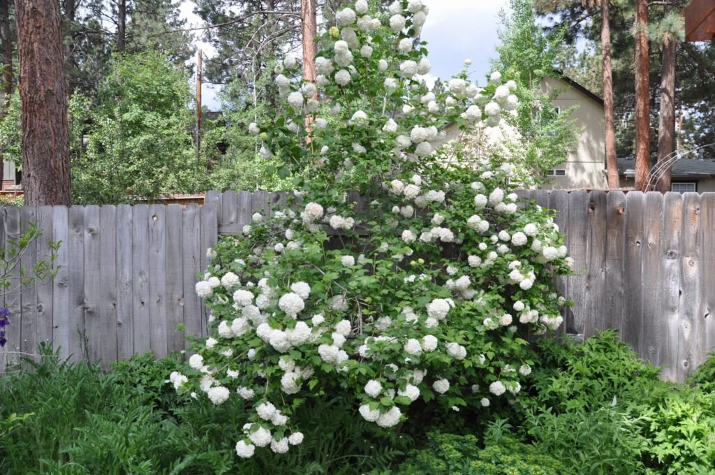 Guelder Rose - Viburnum opulus