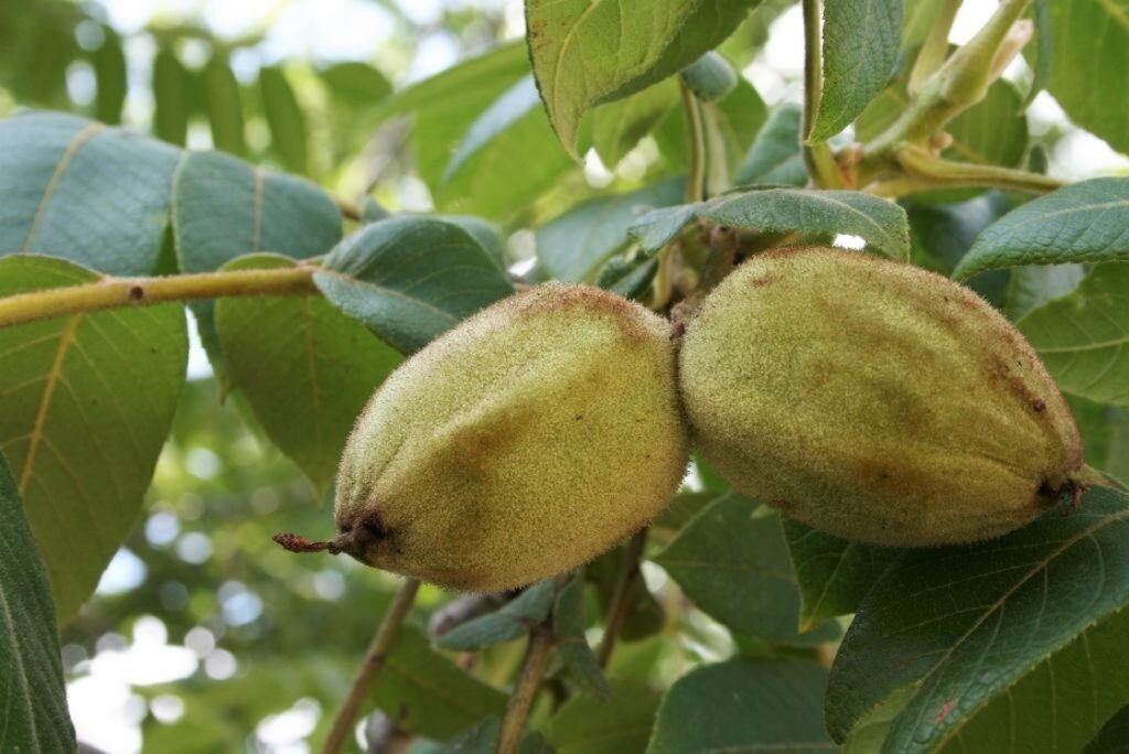 Butternut - White Walnut - Juglans cinerea