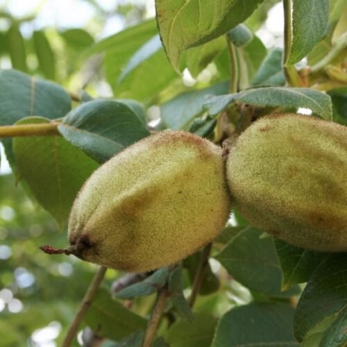 How to grow Butternut – White Walnut (Juglans cinerea)