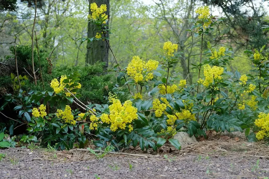 Oregon Grape - Mahonia aquifolium