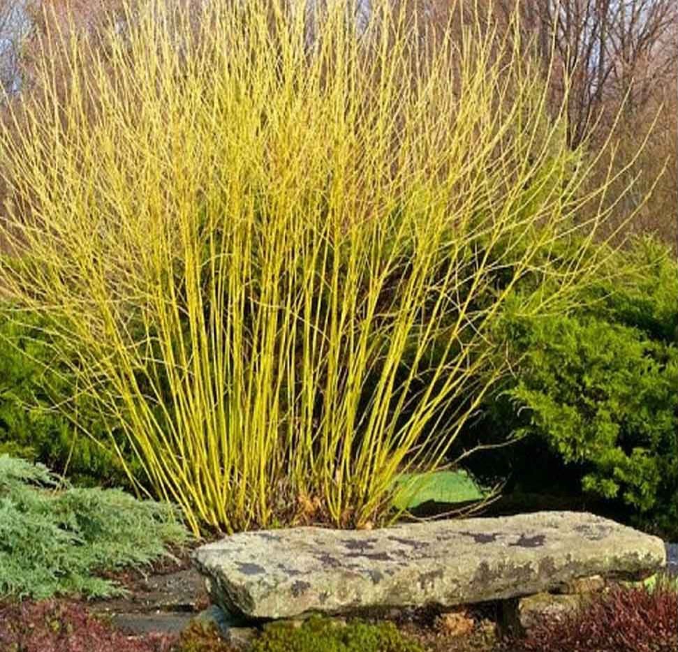 Red Osier Dogwood - Cornus sericea