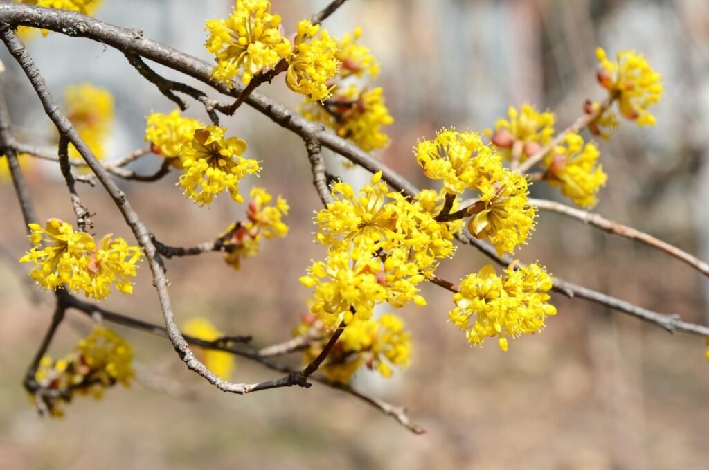 Cornelian Cherry - Cornus mas