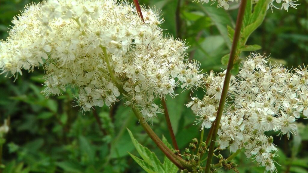Meadowsweet - Spiraea