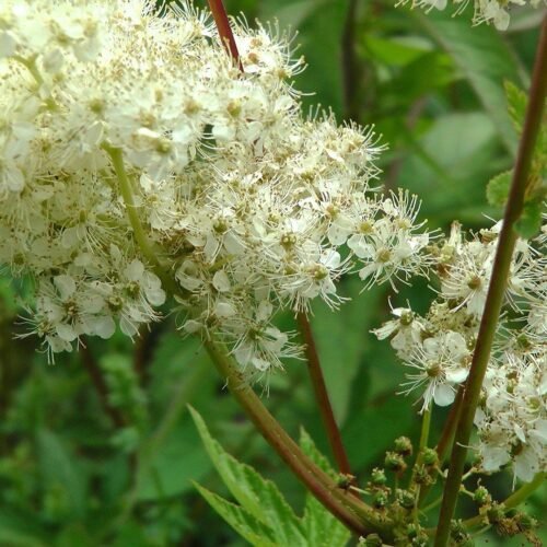 How to grow Meadowsweet (Spiraea)