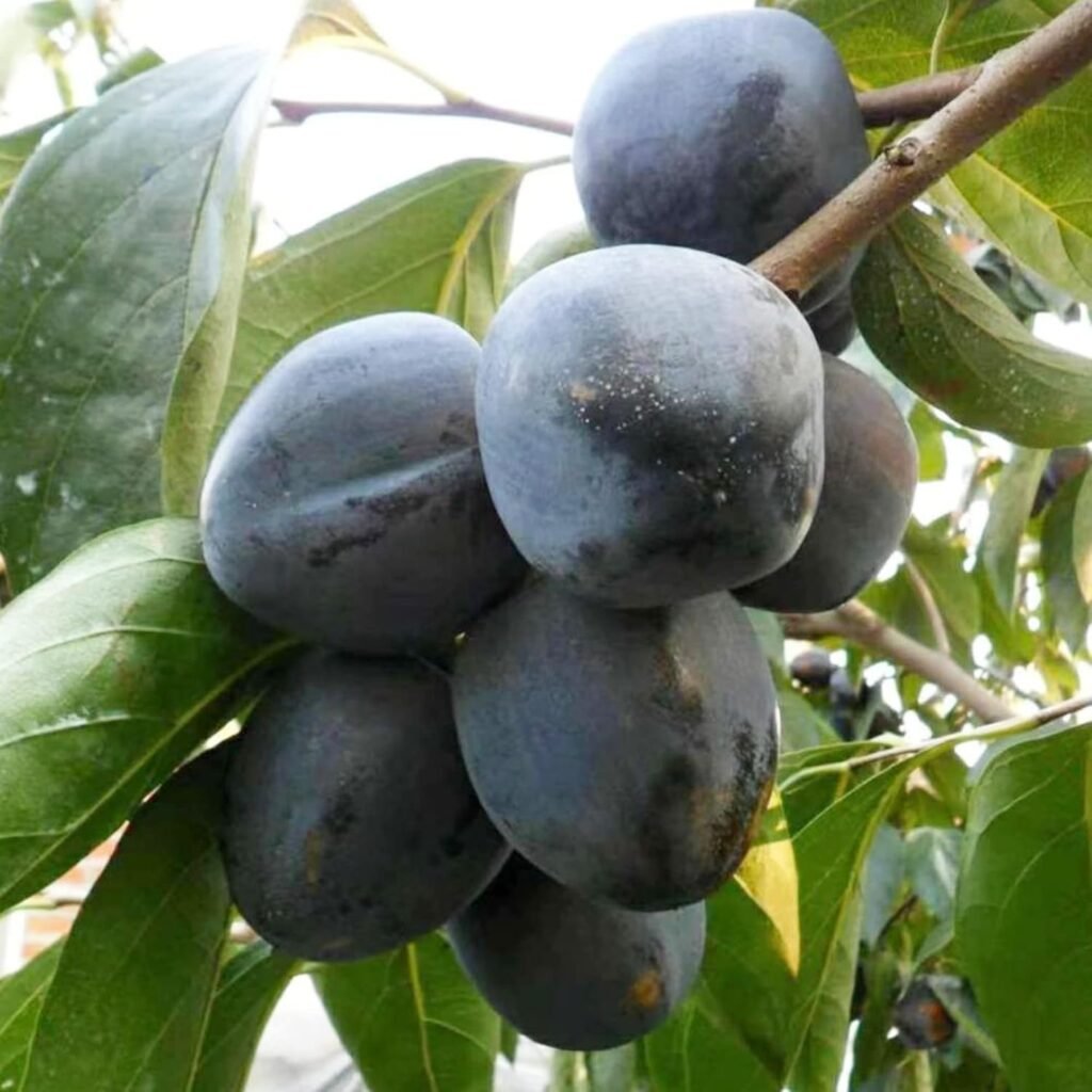 Black Sapote - Diospyros digyna