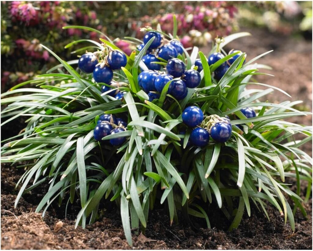 Mondo Grass - Ophiopogon japonicus