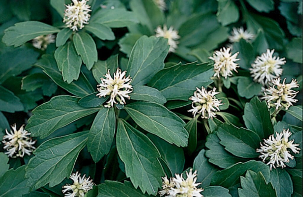 Japanese Spurge - Pachysandra terminalis