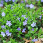 How to grow Lesser Periwinkle (Vinca minor)