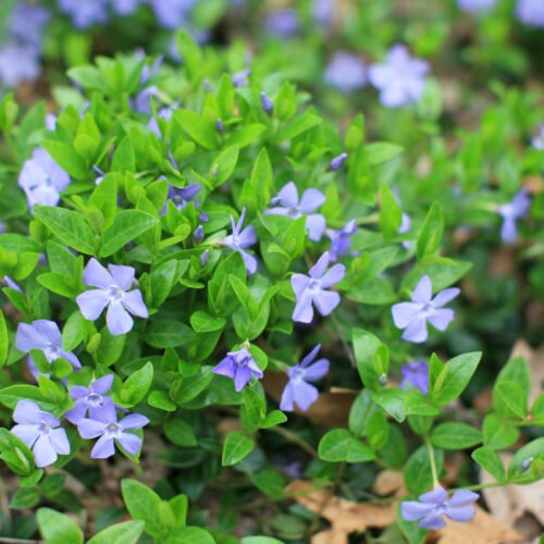 How to grow Lesser Periwinkle (Vinca minor)