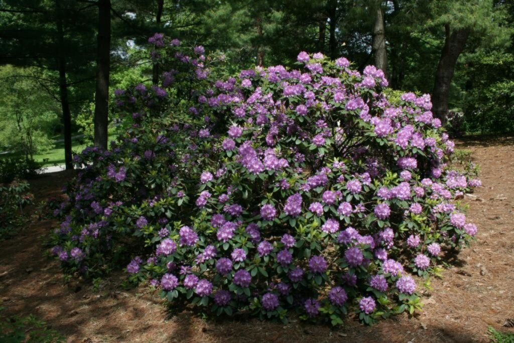 Catawba rosebay - Rhododendron Catawbiense