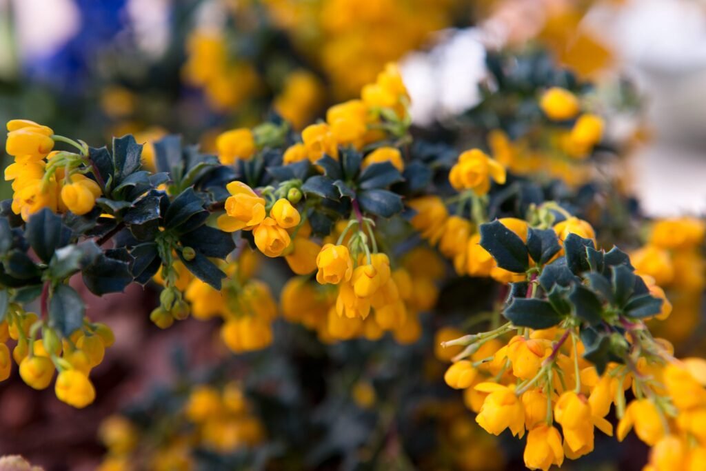 Darwin's Barberry - Berberis darwinii
