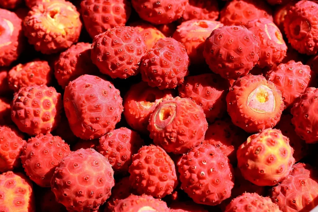 Japanese Dogwood - Cornus kousa