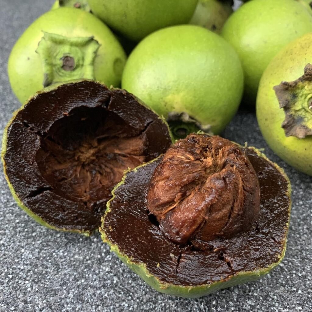 Black Sapote - Diospyros digyna