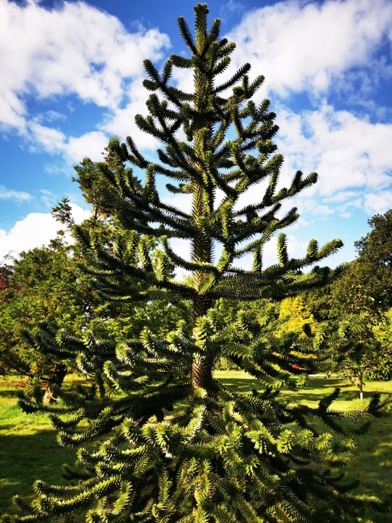 Monkey Puzzle Tree - Araucaria araucana