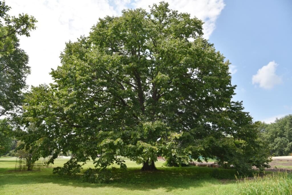 Turkish Hazel - Corylus colurna