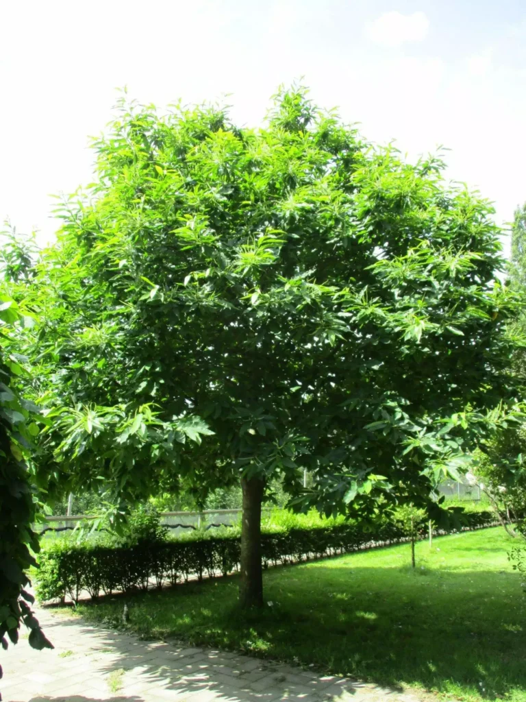 Sweet Chestnut - Castanea sativa