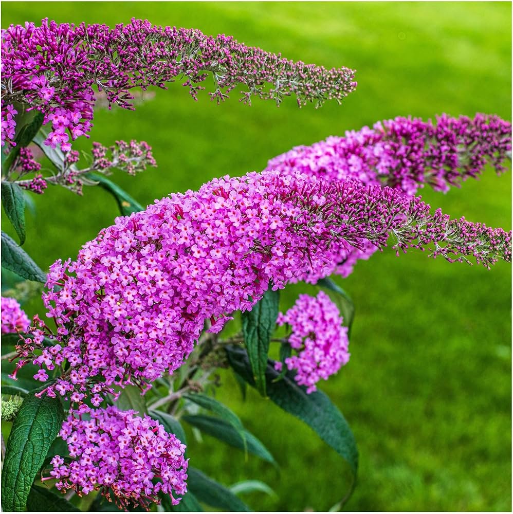 Butterfly Bush - Buddleja davidii