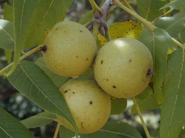 Texas Walnut - Juglans microcarpa
