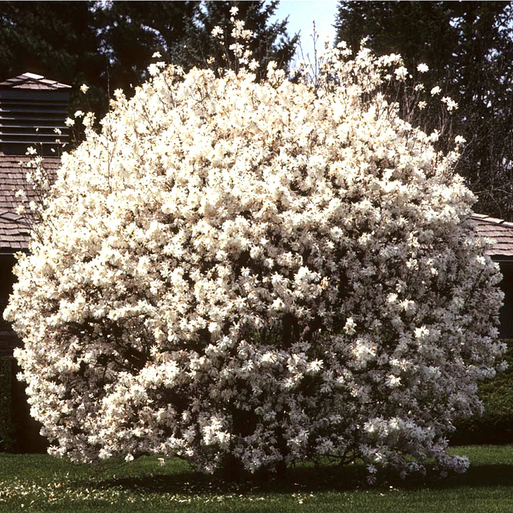 Star Magnolia - Magnolia stellata