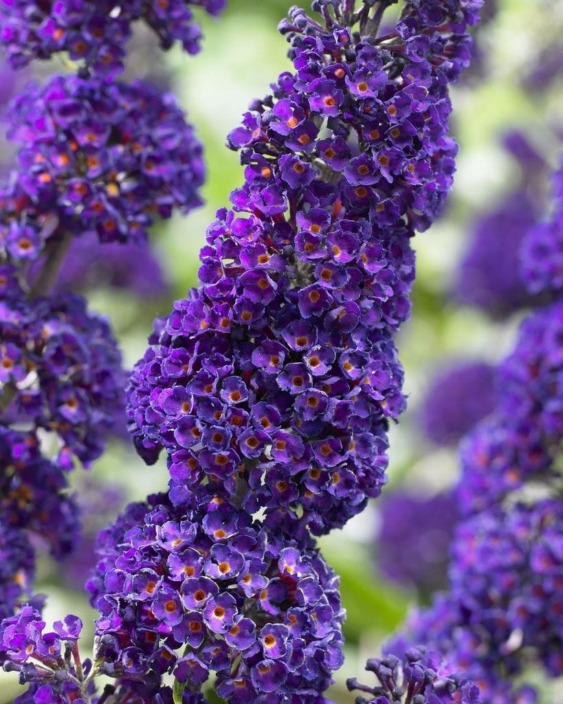 Butterfly Bush - Buddleja davidii