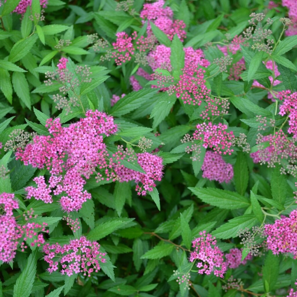 Japanese Spiraea - Spiraea japonica