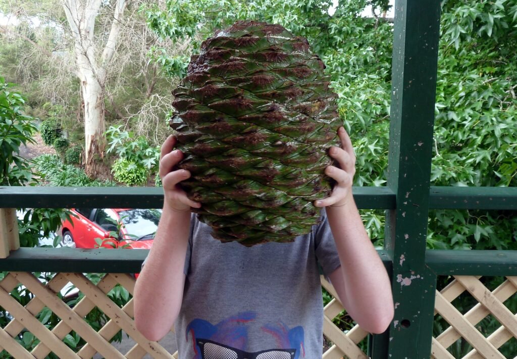Bunya Pine - Araucaria bidwillii