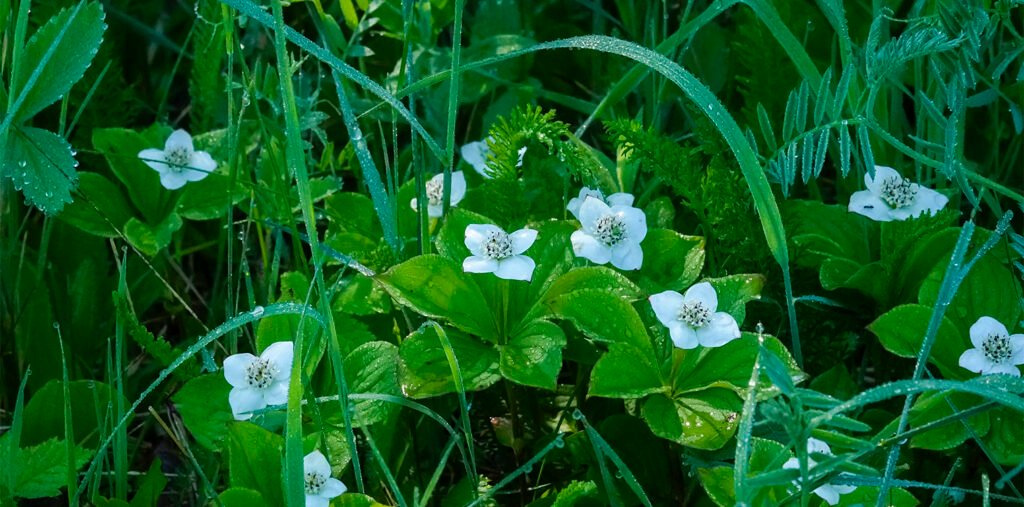 Creeping Dogwood - Cornus canadensis