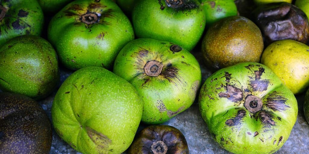 Black Sapote - Diospyros digyna