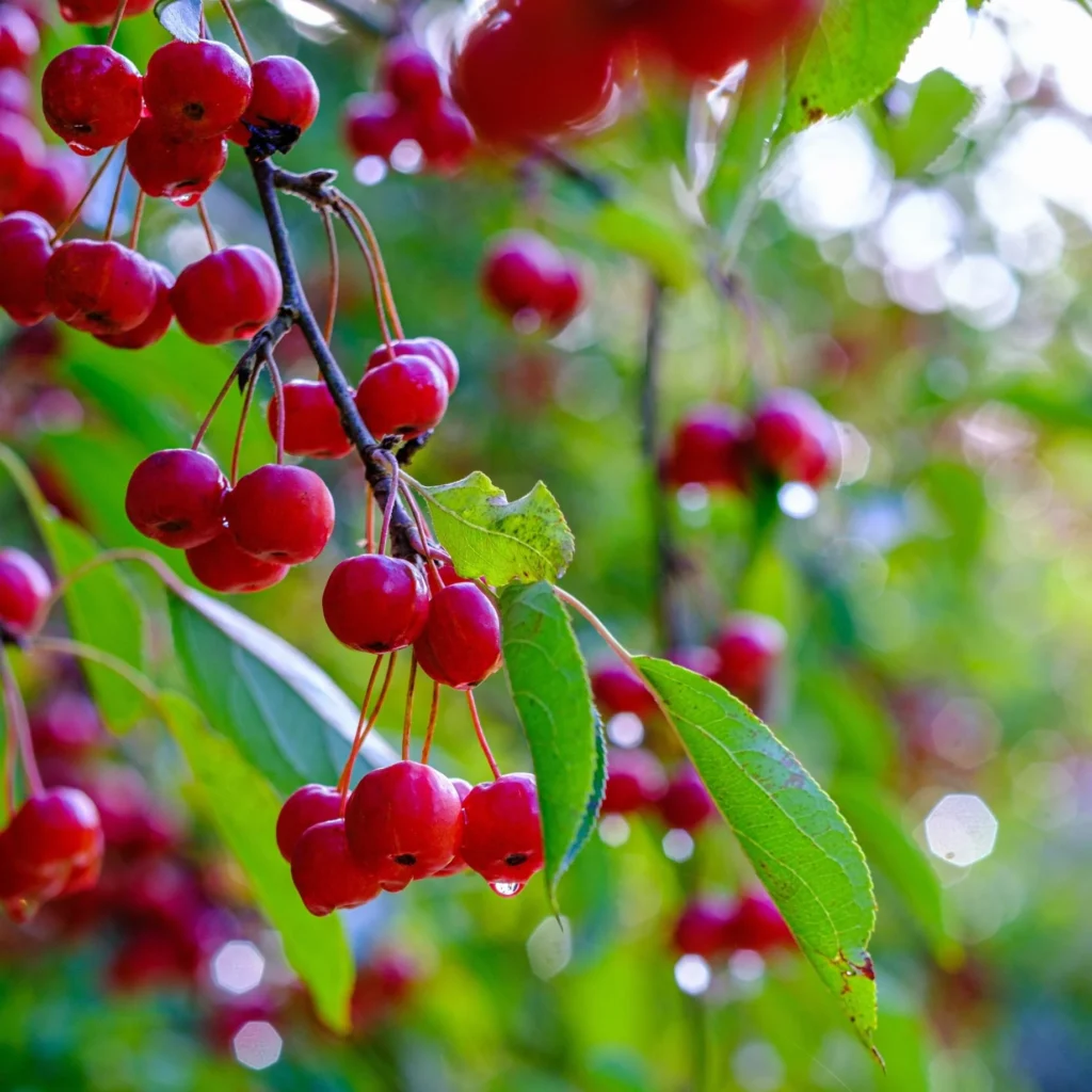 Japanese flowering crab apple - Malus floribunda
