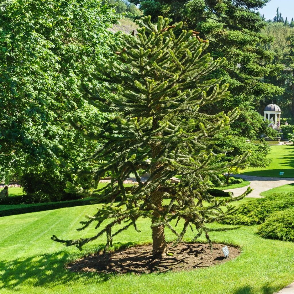 Monkey Puzzle Tree - Araucaria araucana