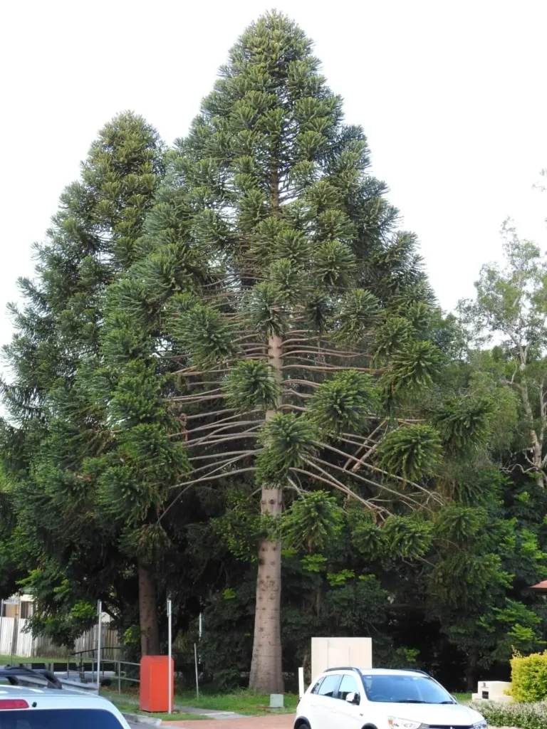 Bunya Pine - Araucaria bidwillii
