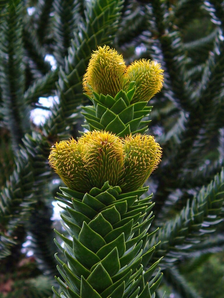 Monkey Puzzle Tree - Araucaria araucana