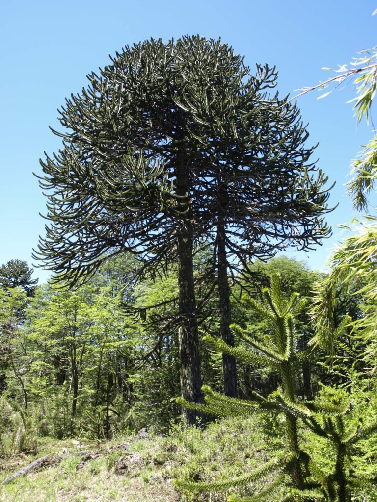 Monkey Puzzle Tree - Araucaria araucana
