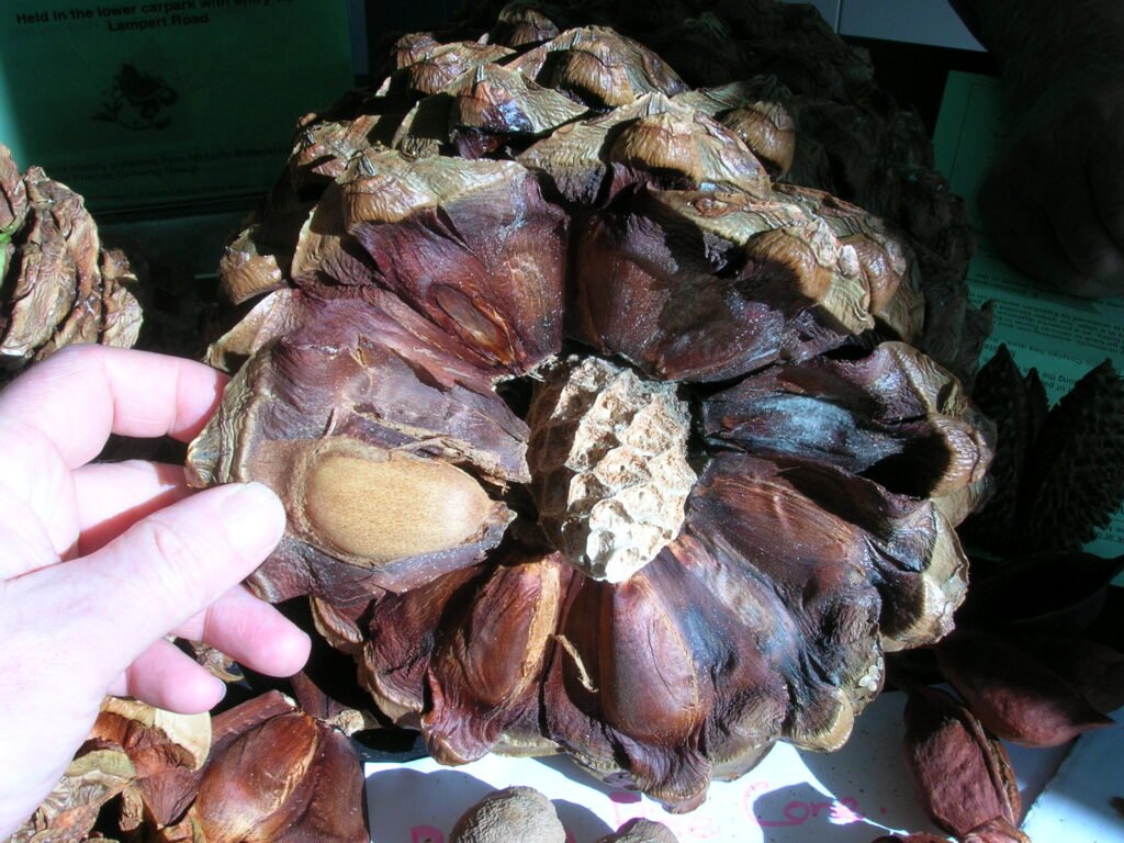 Bunya Pine - Araucaria bidwillii