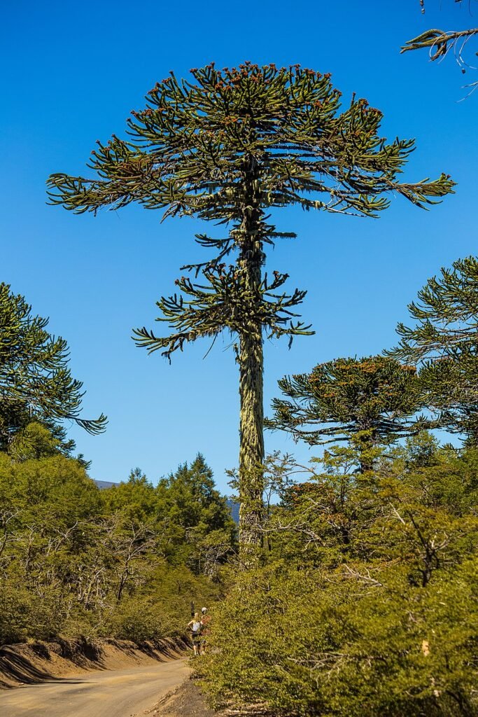 Monkey Puzzle Tree - Araucaria araucana