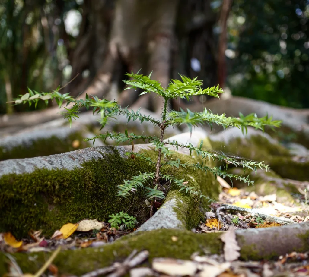 Bunya Pine - Araucaria bidwillii