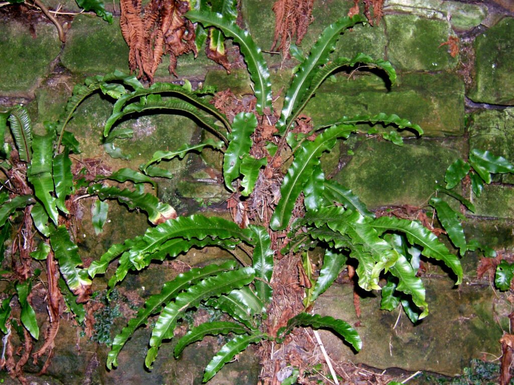 Hart's Tongue Fern - Asplenium scolopendrium