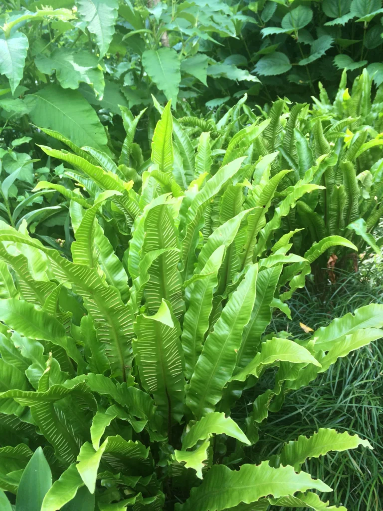 Hart's Tongue Fern - Asplenium scolopendrium