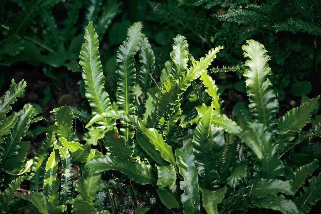 Hart's Tongue Fern - Asplenium scolopendrium