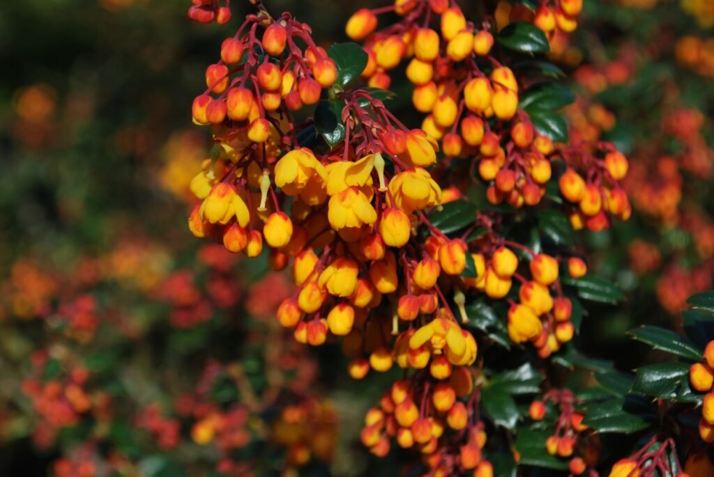 Darwin's Barberry - Berberis darwinii