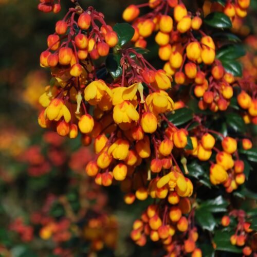 How to grow Darwin’s Barberry (Berberis darwinii)
