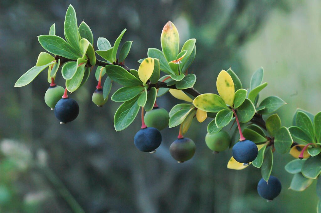 Magellan Barberry - Berberis buxifolia